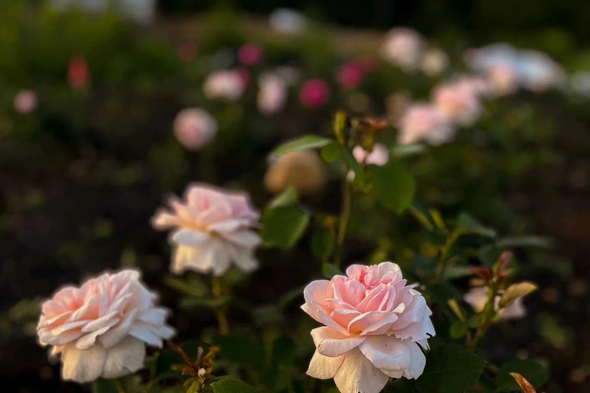 472684454 611281191814135 7418758742078870867 n