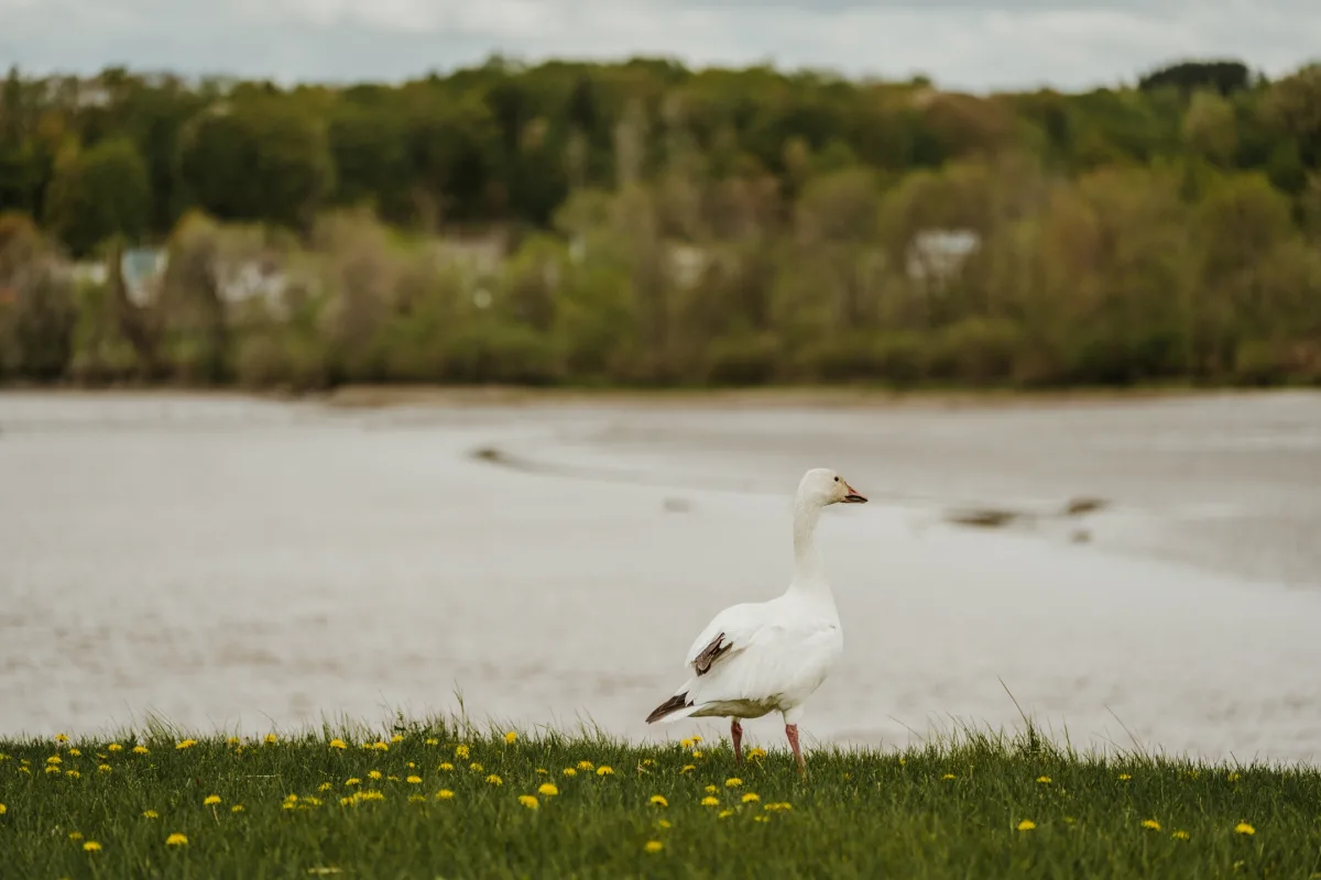 Blogue famille printemps 1